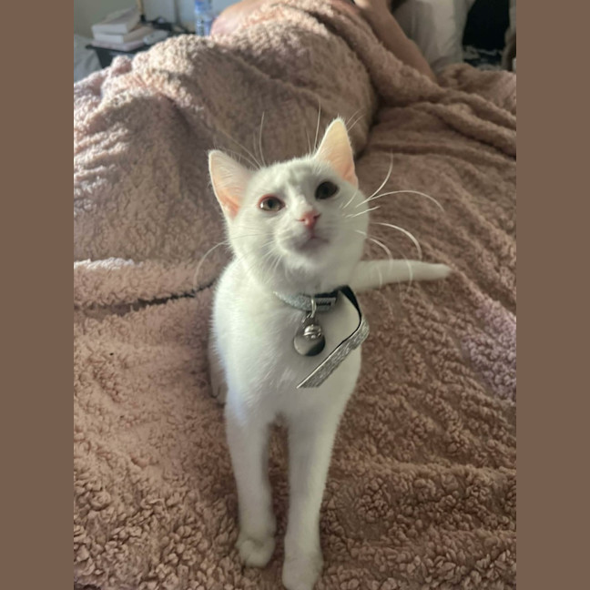 Photo of Lola   In Foster Care In Cranbourne