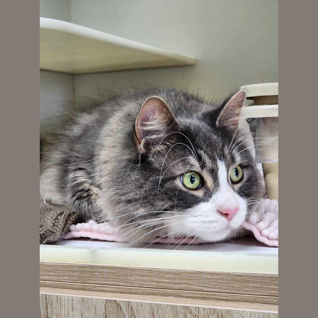 Photo of 🐯 Maximus 5389 🐯