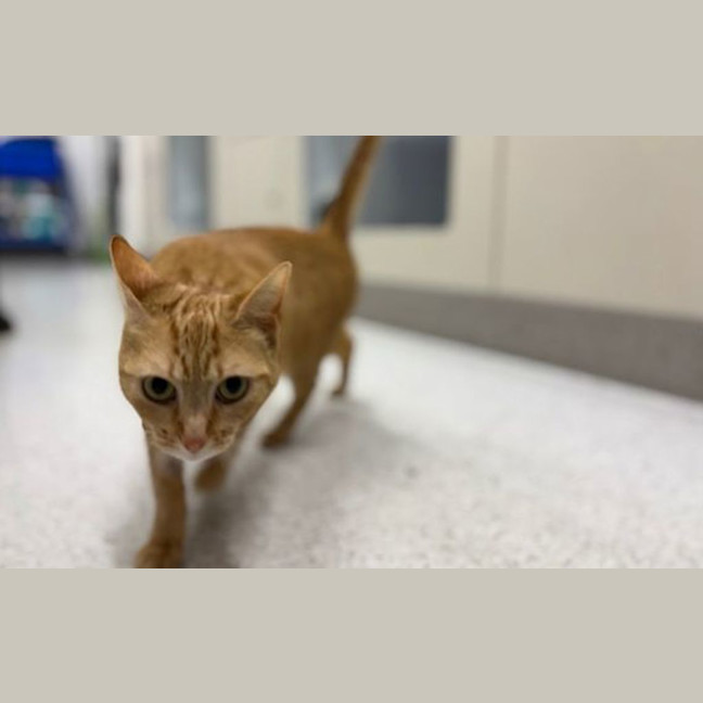 Photo of Marmalade