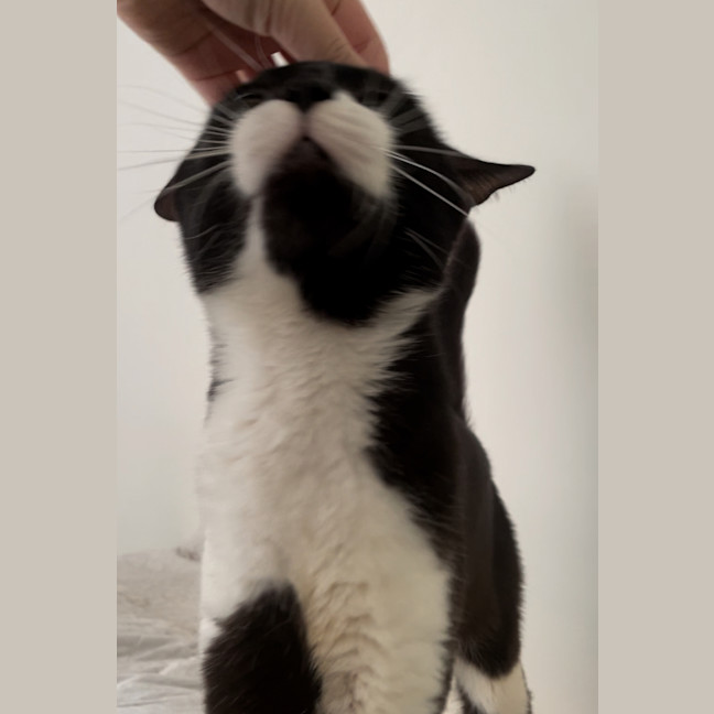 Photo of Moustache 