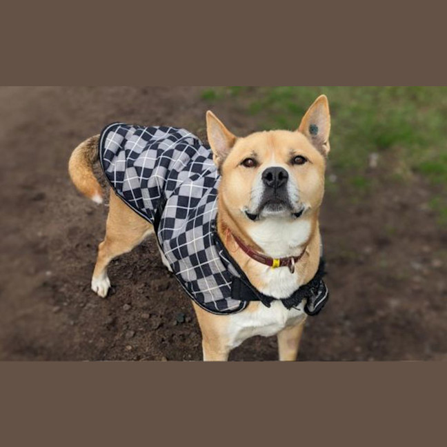 Photo of Simba