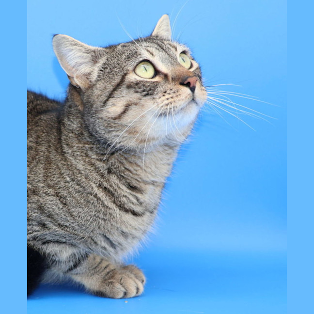 Photo of Zorro   Available At Pet Quarters Tuggerah