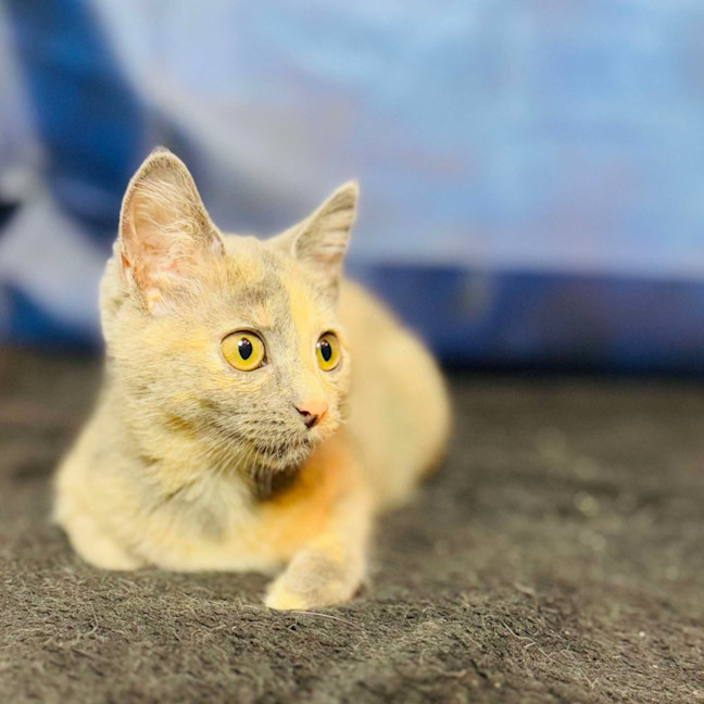 Photo of Cottontail   Located In Preston 