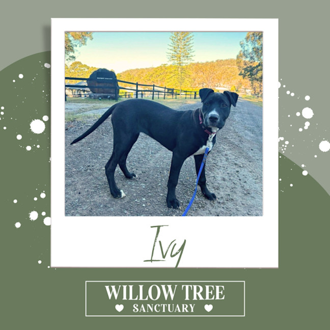 Photo of Ivy
