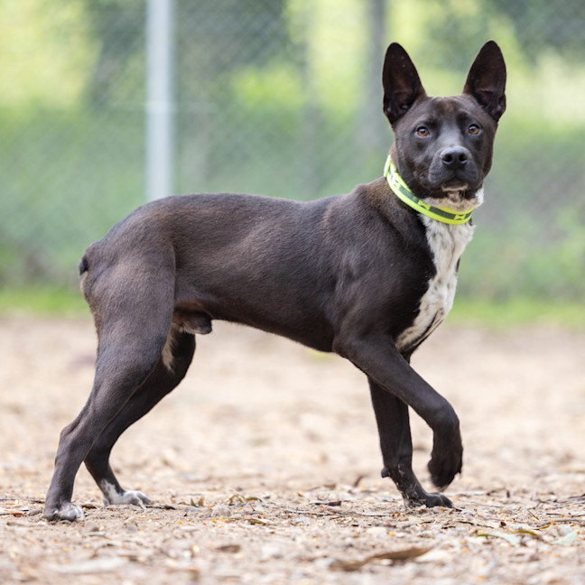 Photo of Koda