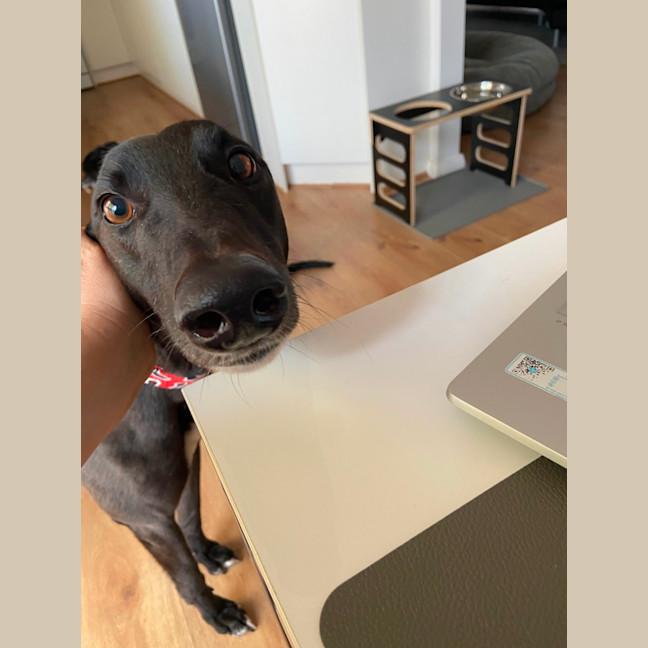 Photo of Danni, The Greyhound