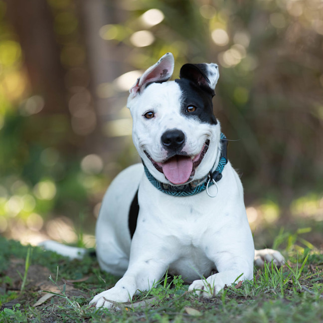 Photo of Nova