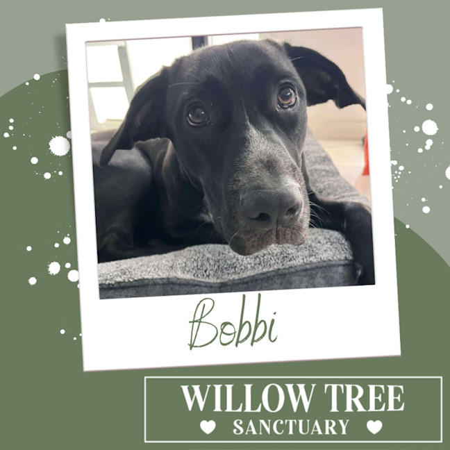 Photo of Bobbi