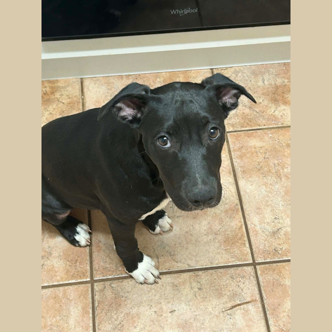 Photo of Katana