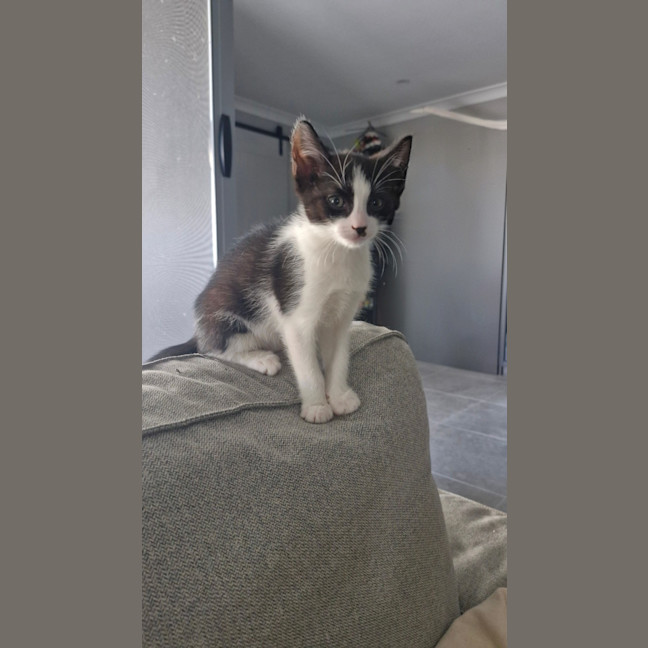 Photo of Arlo