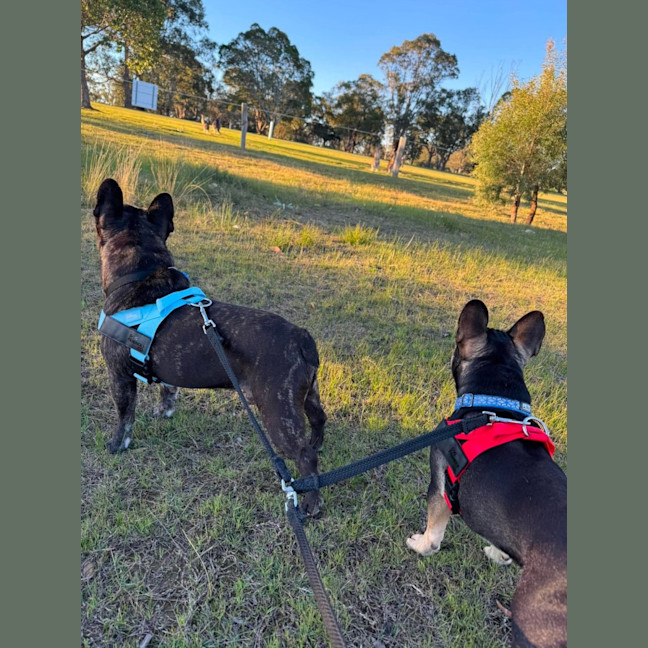 Photo of Pablo & Frankie    8 & 4 Yo French Bulldog