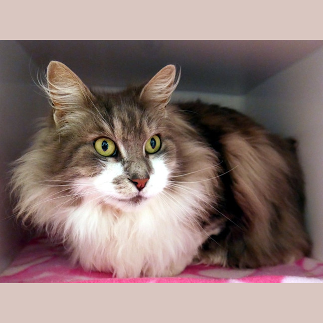 Photo of Indie Sua014205