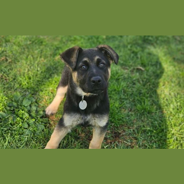 Photo of Luna