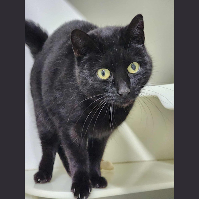 Photo of 🌮 Frankie 6184 🌮