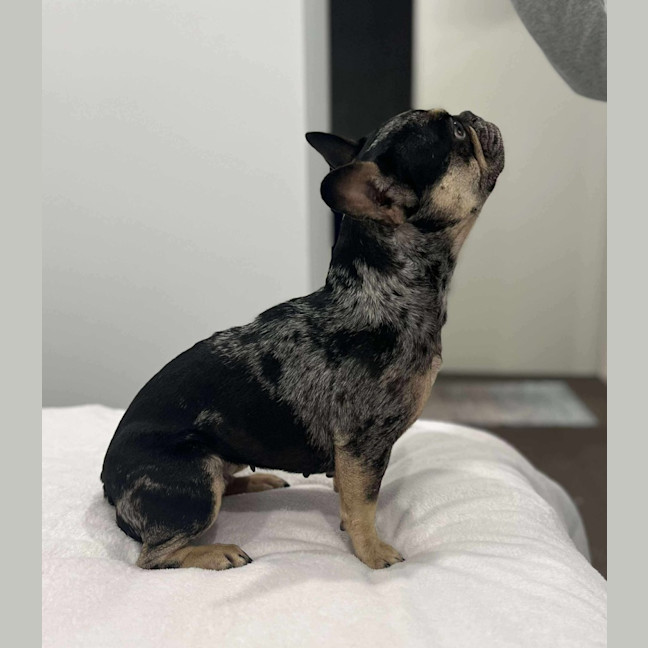 Photo of Oreo   3 Year Old French Bulldog