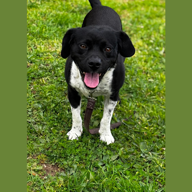 Photo of Tippa (66870)