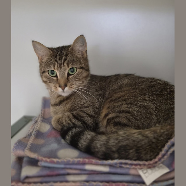 Photo of Kedi 