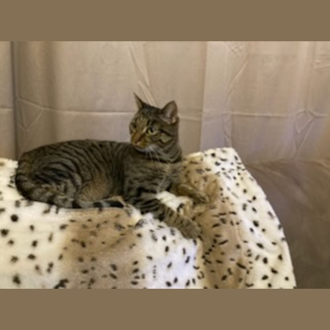 Photo of Tilly