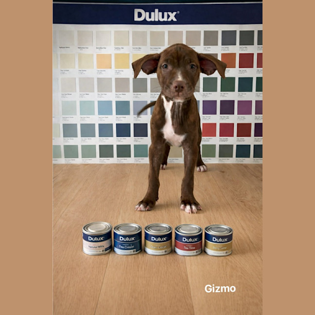 Photo of Gizmo