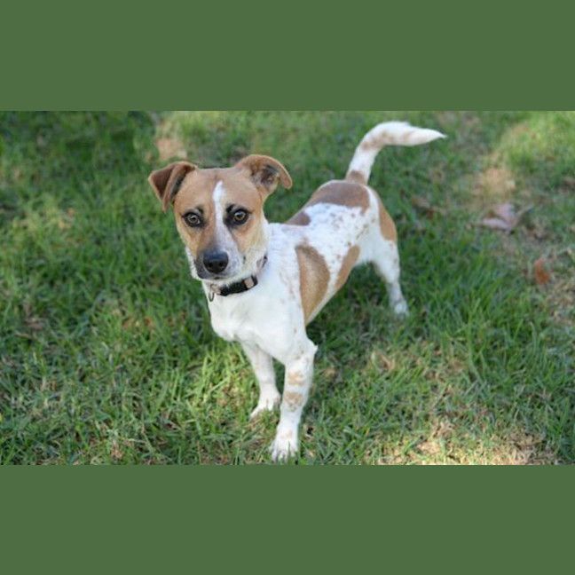 Photo of Laddie