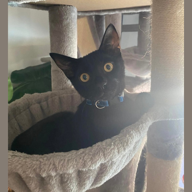 Photo of Shadow 