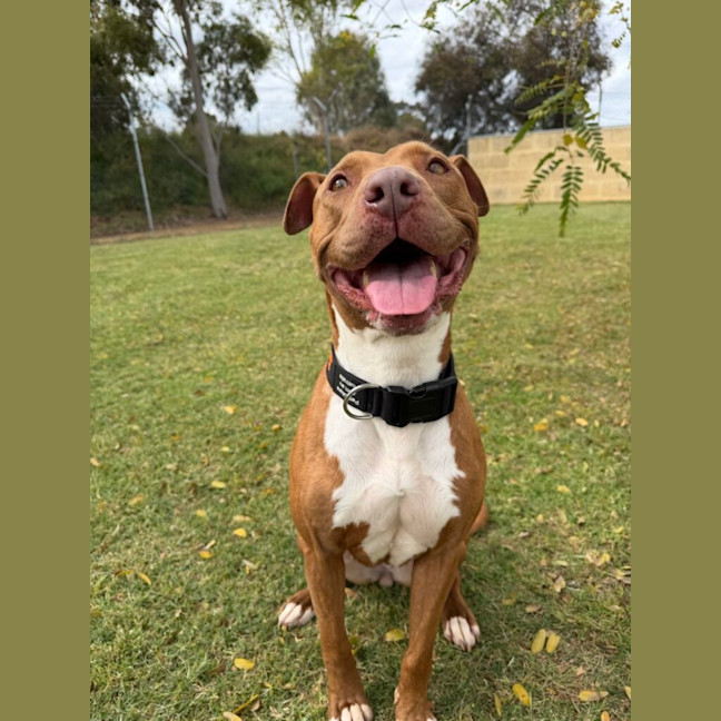 Photo of Honey