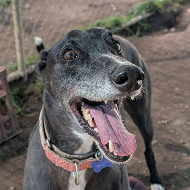 Photo of Snippy The Greyhound