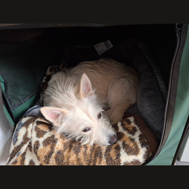 Photo of Wilburt