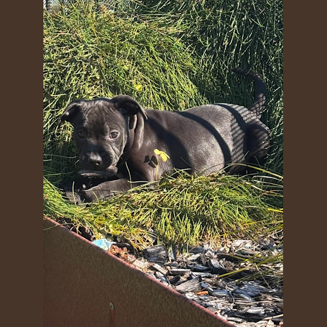 Photo of Daisy   10 Week Old Staffy X