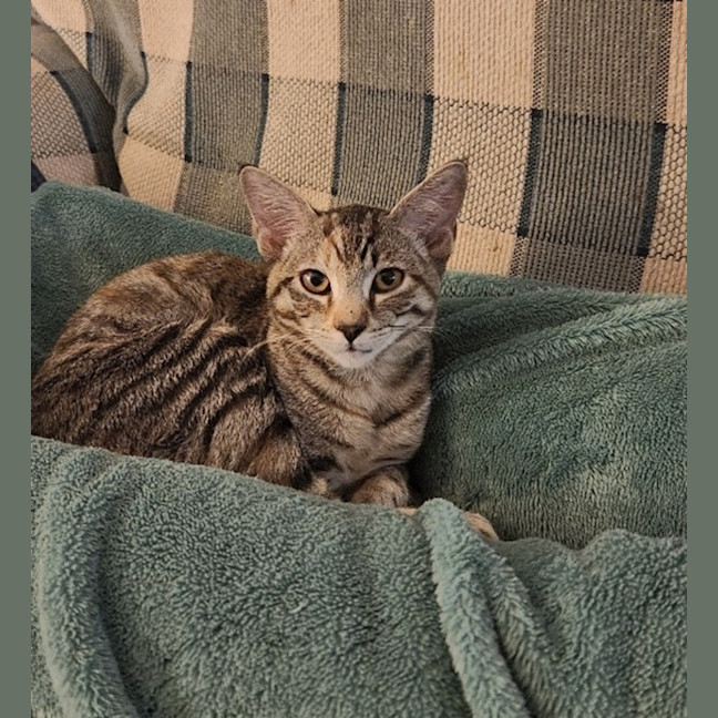Photo of Lola   4 Month Old Domestic Medium Hair