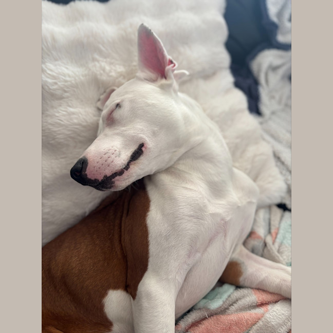 Photo of Ziggy