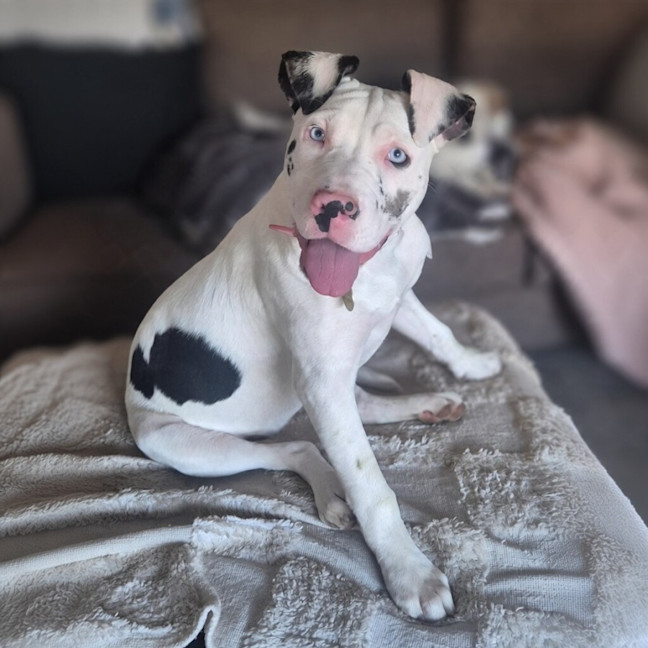 Photo of Chocchip