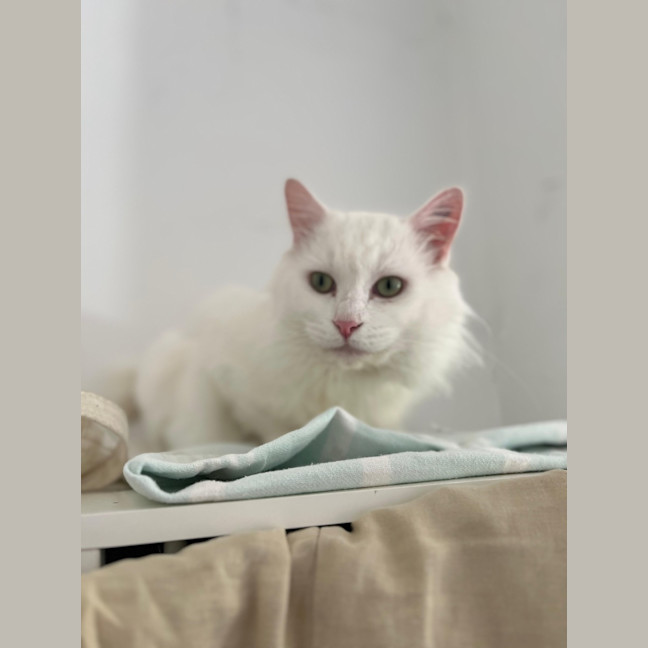 Photo of Winston