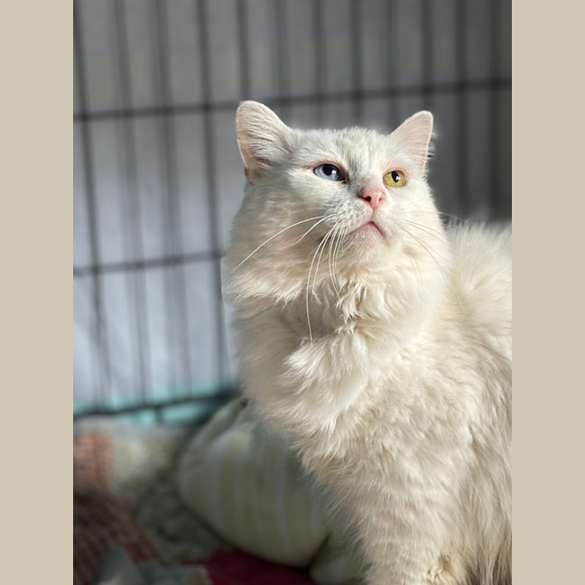 Photo of Atticus