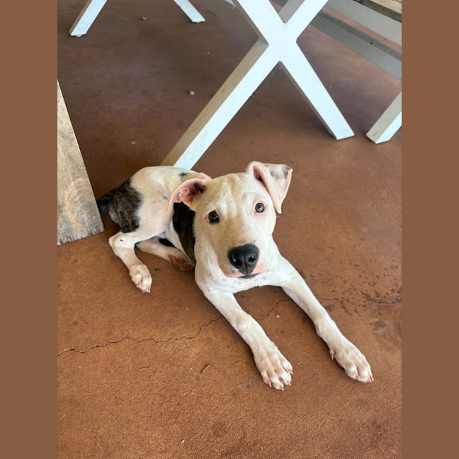 Photo of Jetta