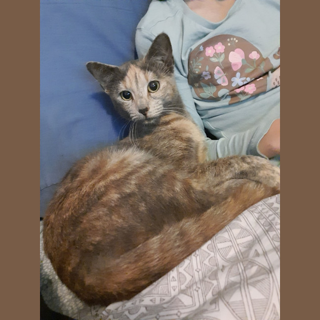 Photo of Sage