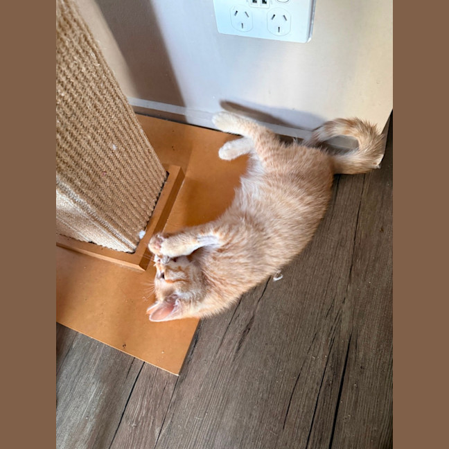 Photo of Gibbs  Meet Me At Petstock Keysborough