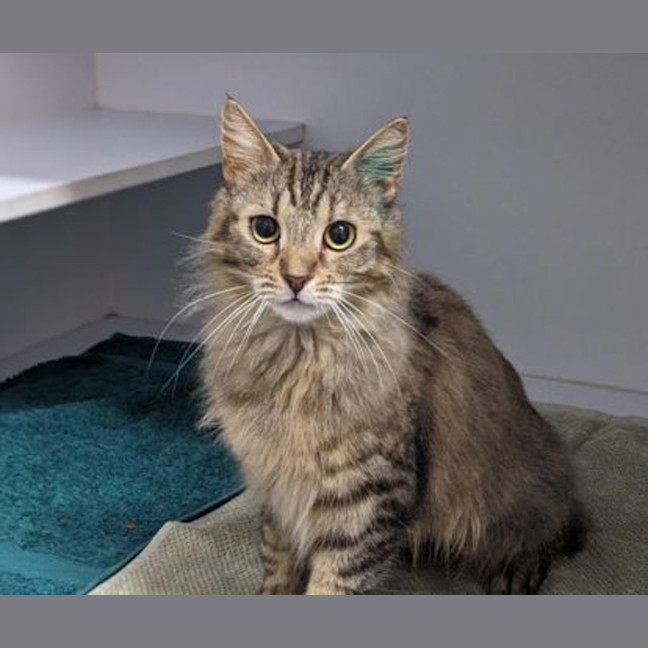 Photo of Moxie