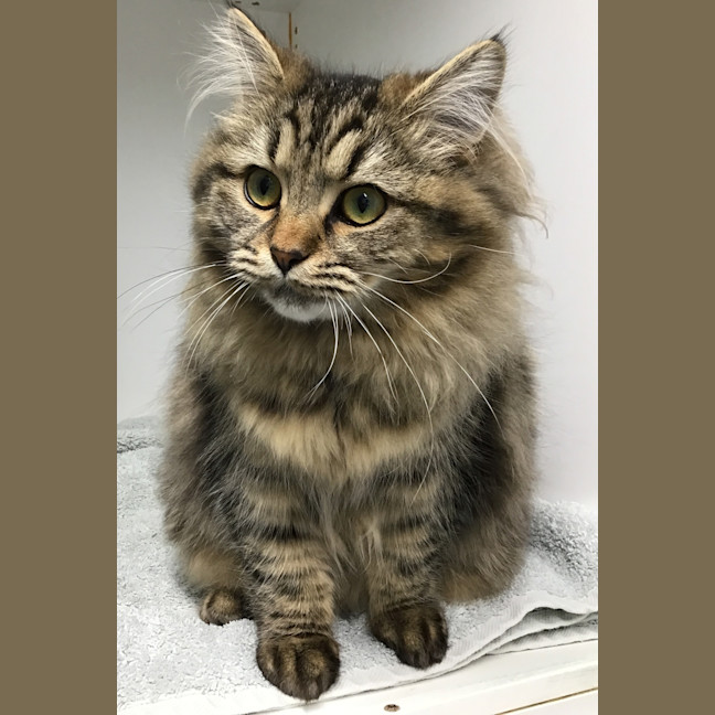 Photo of Mango