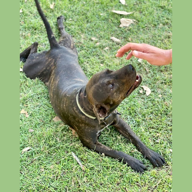 Photo of Romeo