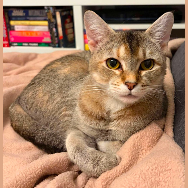 Photo of Nymeria 