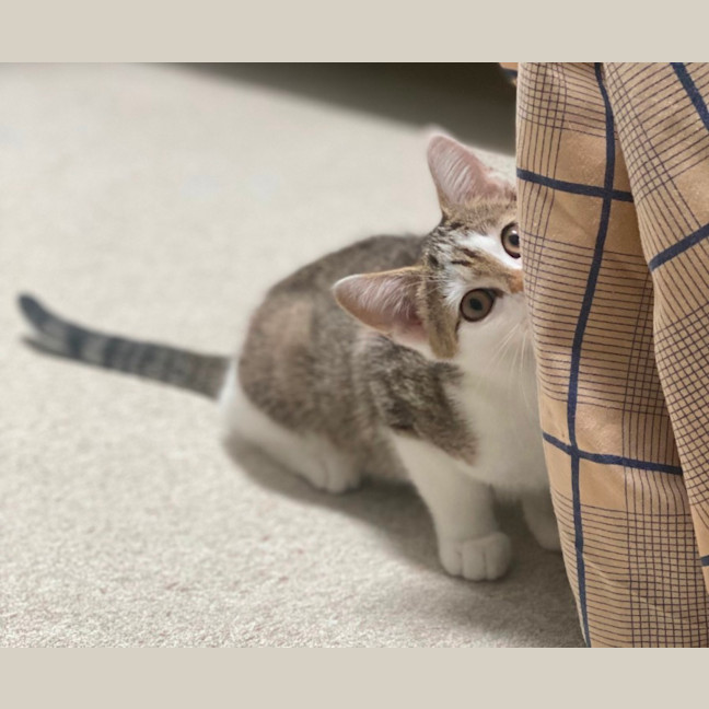 Photo of Amun (8931)