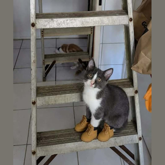 Photo of Tiny