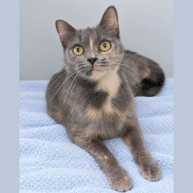 Photo of Princess Sprinkles