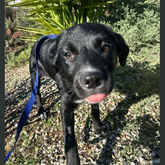 Photo of Pedro Pascal