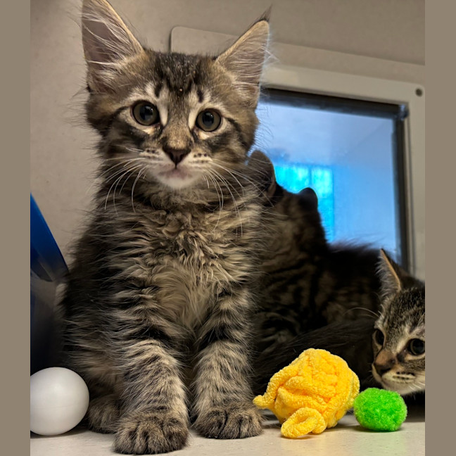 Photo of Fenris