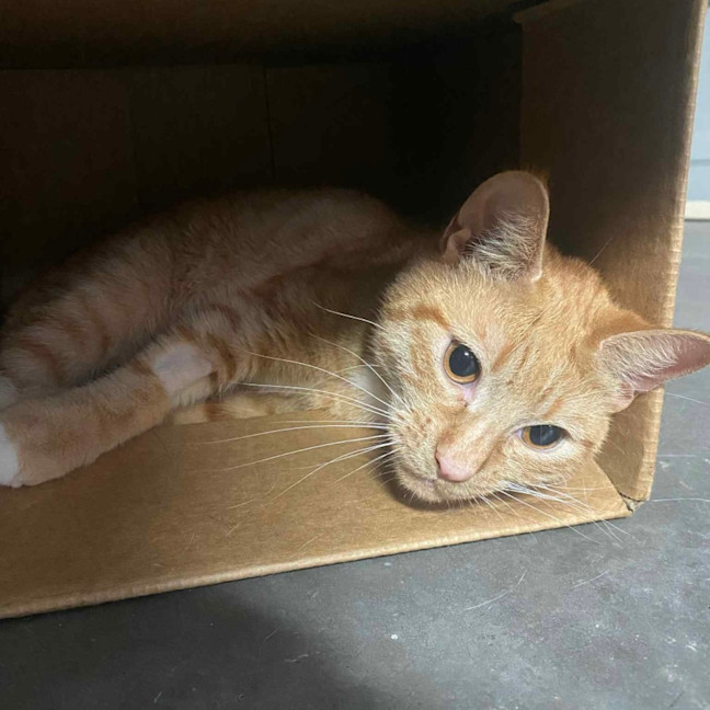 Photo of Cleo 🍁👑