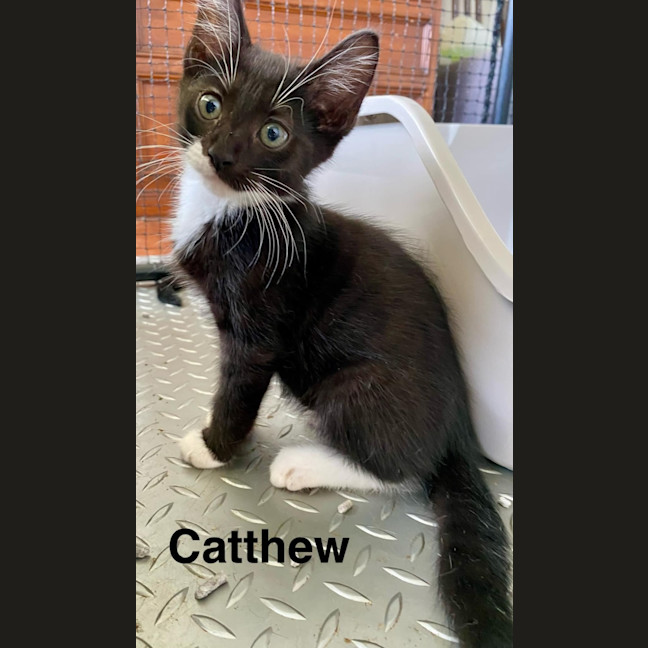 Photo of Catthew