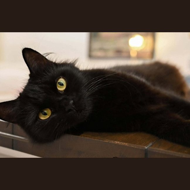 Photo of Salem