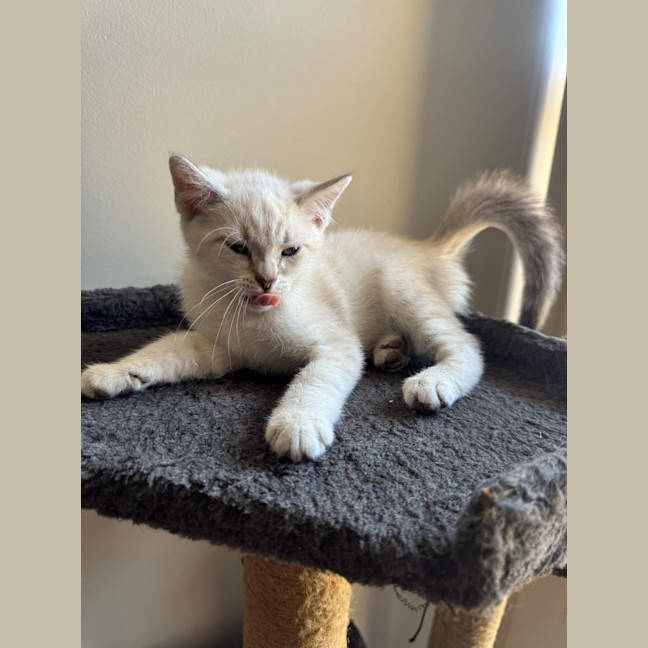 Photo of Hendrix